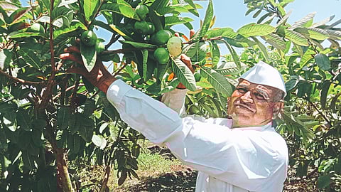 Guava Production