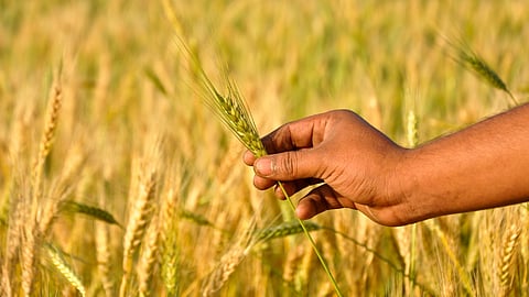 Wheat 