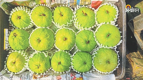 Guava Cultivation