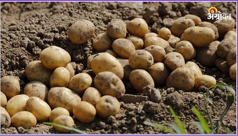Potato Prices