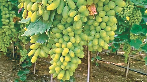 Grape  