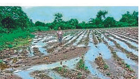 Crop Damage