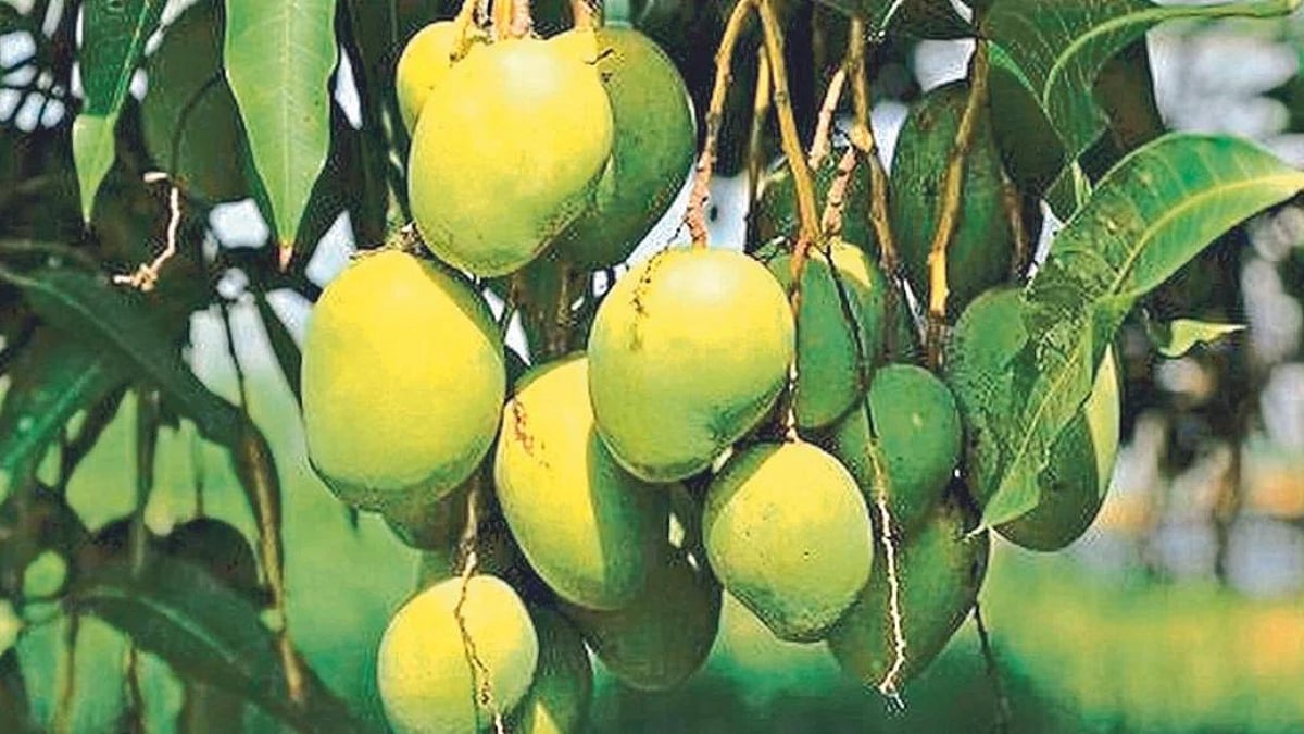 Mango Season This Year s Mango mango-season-this-year-s-mango