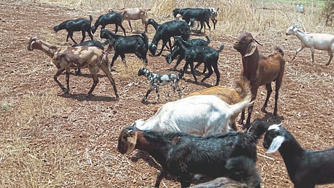 Goat Farming