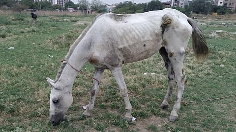 Glader's Disease