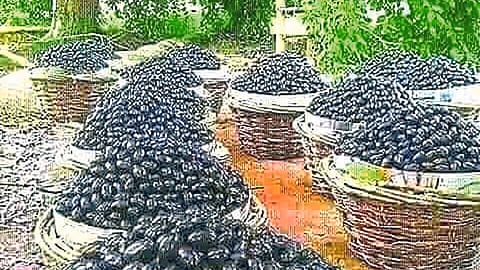 Jamun Season