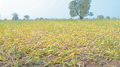Crop Damage