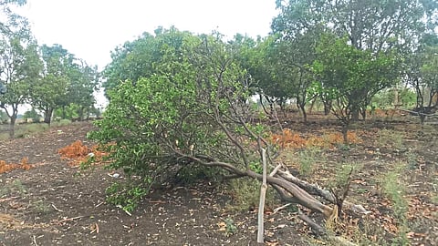 Crop Damage