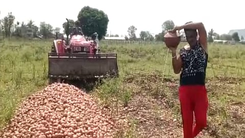 Onion Damage 