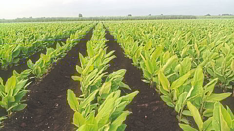 Turmeric Cultivation 