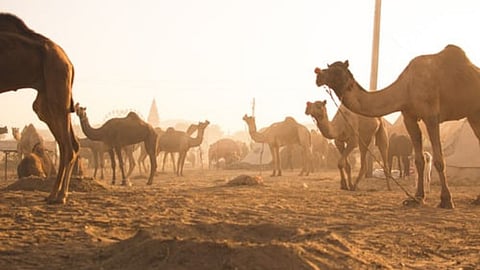 camels arrived in Nashik