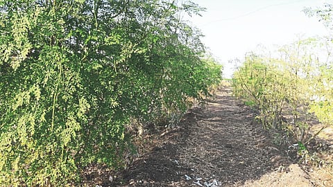 Shevga Cultivation