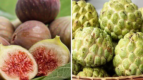 Fig 