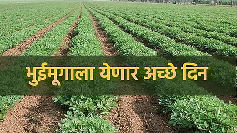 goundnut production benefits