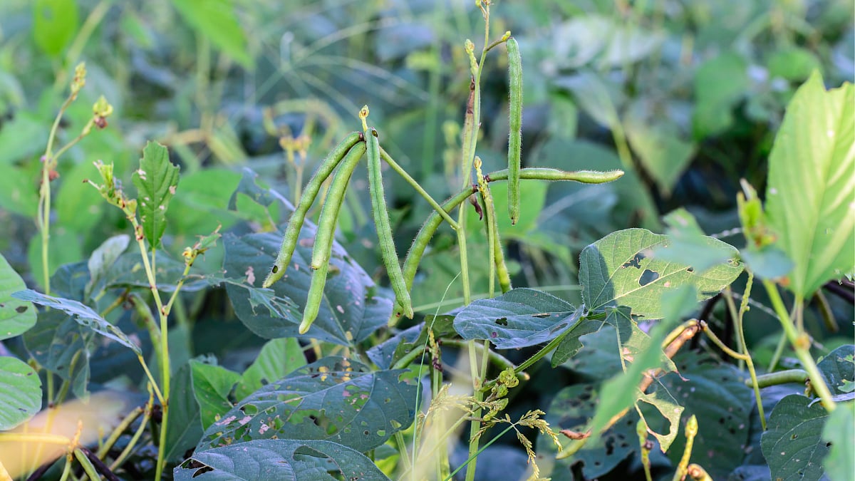 Mung Market 6000 To mung-market-6000-to