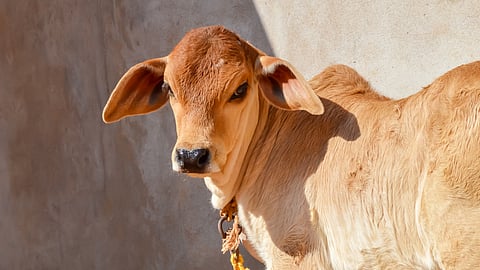 Cattle Reproduction