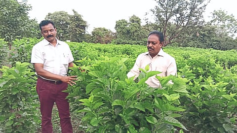 Tuti Crop Update