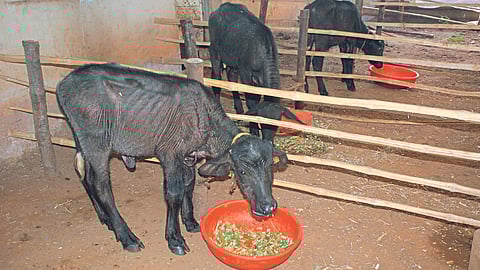 Animal Diet Management