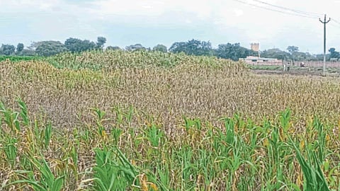 Kharif Crop