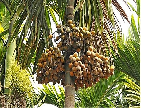 Betel Nut