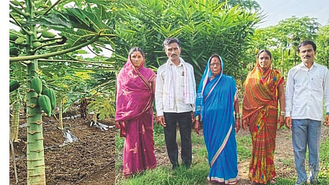 Fruit Farming