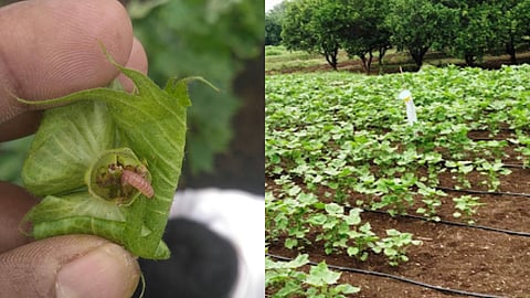 Cotton Bollworm Control
