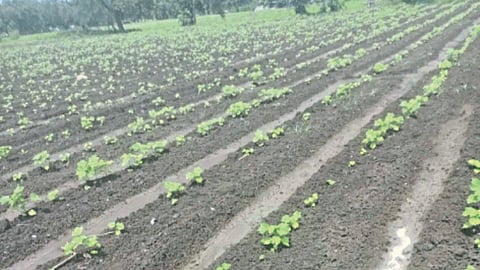 Kharif Crop