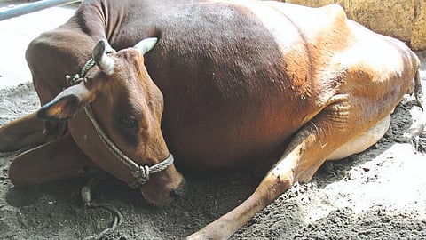 Livestock Disease