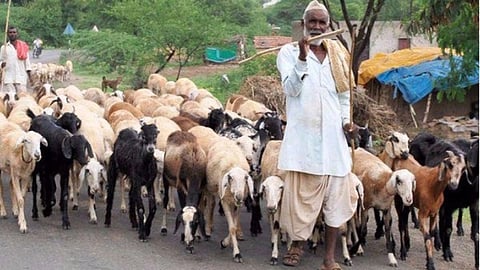 Sheep and Goat Husbandry