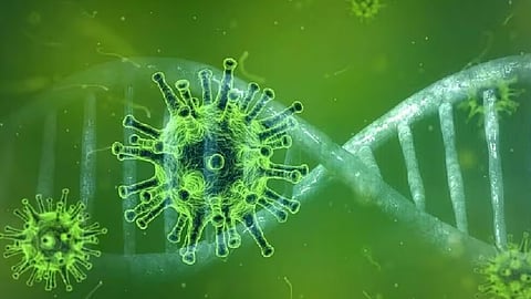 Nipah Virus