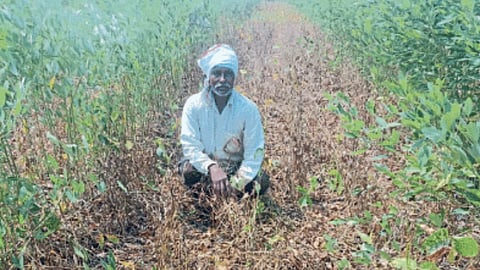 Soybean Crop Damage 