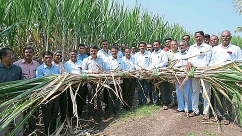 Padegaon Sugarcane Research Center 