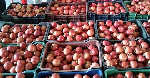 Pomegranate 
