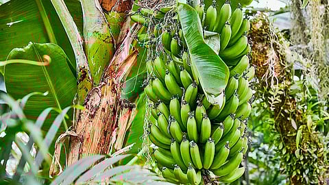 Banana Cultivation