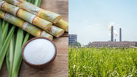 Sugar Industry 