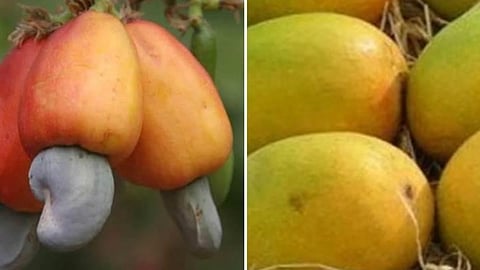 Mango And Cashew