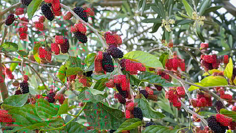 Tuti Fruit 
