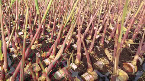 Sugarcane Seedling 