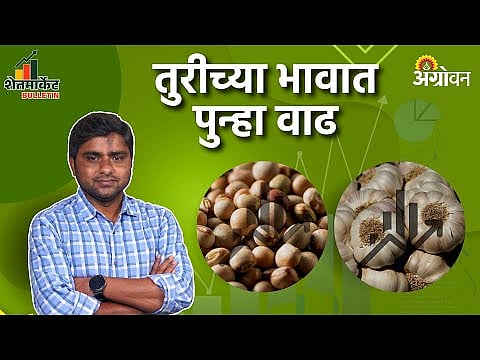 Tur Market: ऐन हंगामात तुरीच्या भावात वाढ का दिसून आली? | Agrowon  | ॲग्रोवन