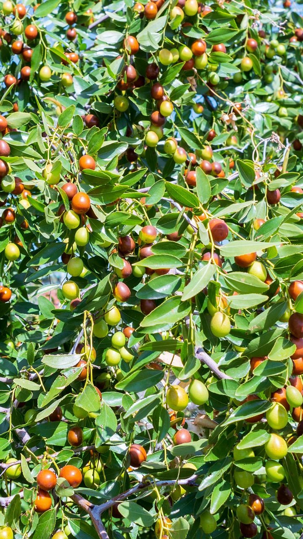 Ber Tree Farm Ber Benefits : शरिराला जीवनसत्त्व, अँटीऑक्सिडंट्स, खनिजे मिळण्यासाठी खा ...