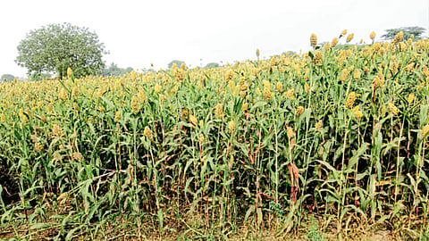 Rabi Season