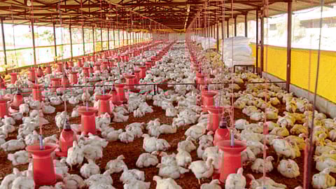 Poultry