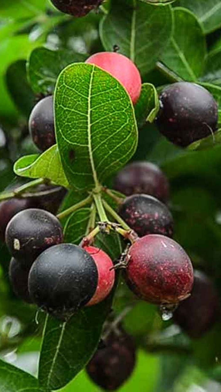 Karvand wild fruit