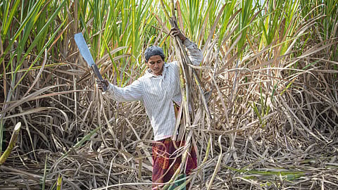 Sugarcane Labour
