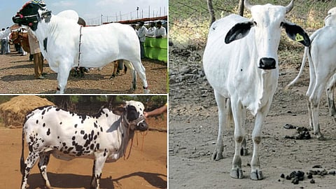 Cow