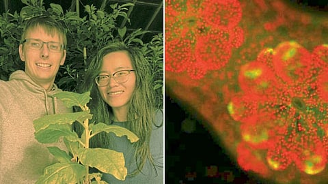 Gene discovery