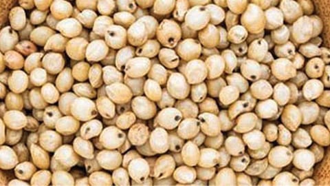 Jowar
