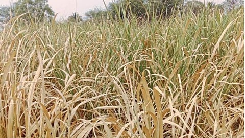 Crop burn