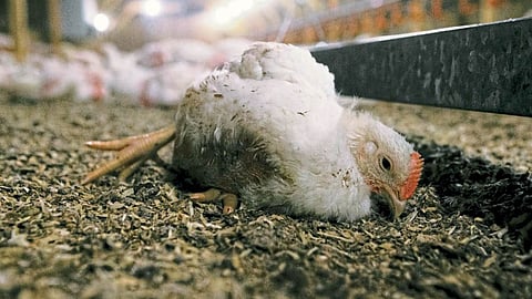Chicken Disease