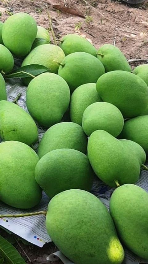 Health Benefits Of Raw Mango